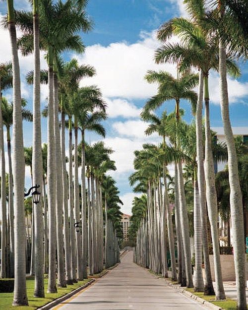 A long row of palm trees on the side of a road.