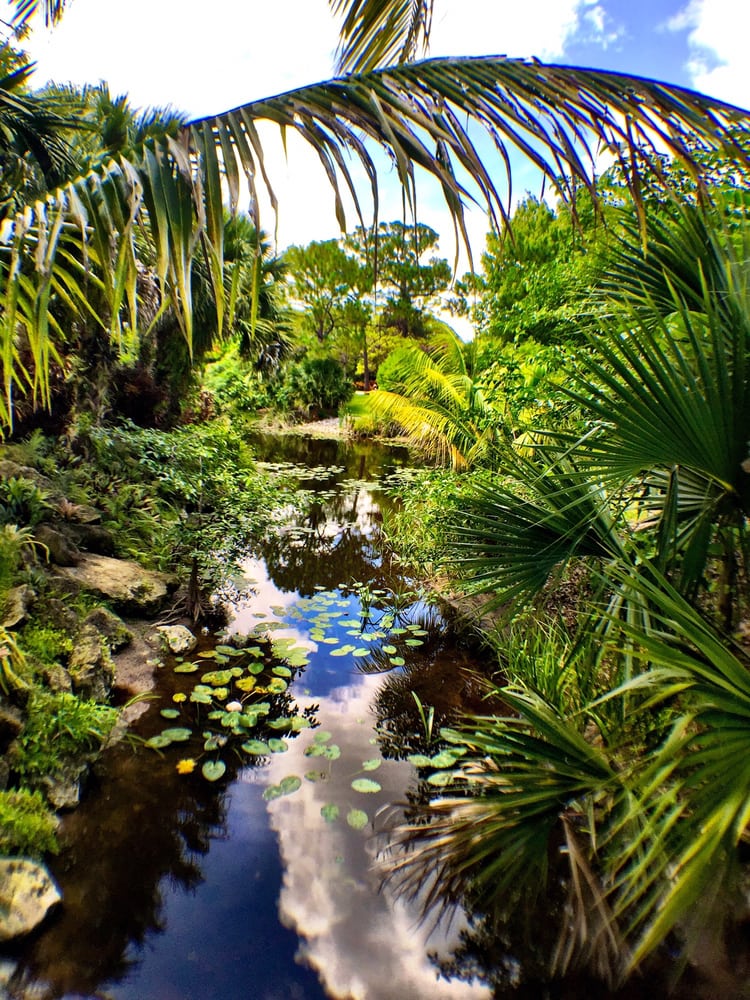 A stream running through the middle of a lush green forest.